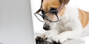 Hund sucht im Internet Adwords Anzeigen