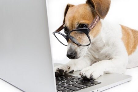 Hund sucht im Internet Adwords Anzeigen