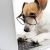 Hund sucht im Internet Adwords Anzeigen